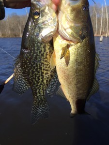 The addition of livebait created the opportunity for this mixed-species, solo, double with a shiner and a jerbait.