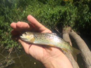A pretty little fish, but more importantly my first trout on a very challenging spring creek.