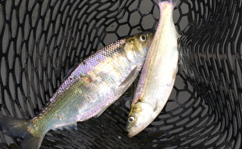 Double Your Pleasure with Hickory Shad