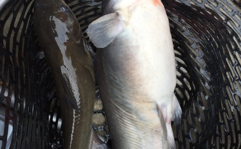 Blue Catfish or Channel Catfish?