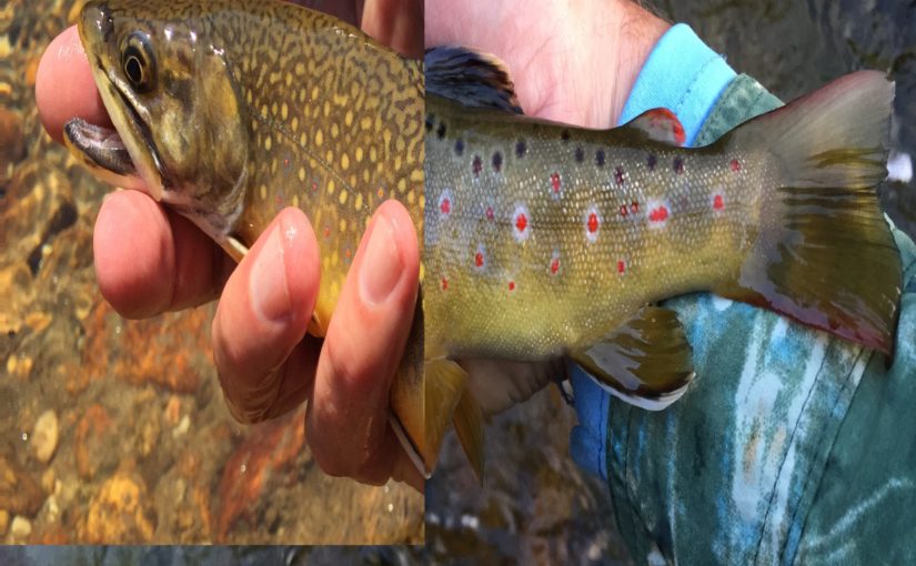 Different State – Same Trout