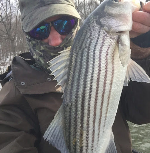 Cabin Fever Stripers