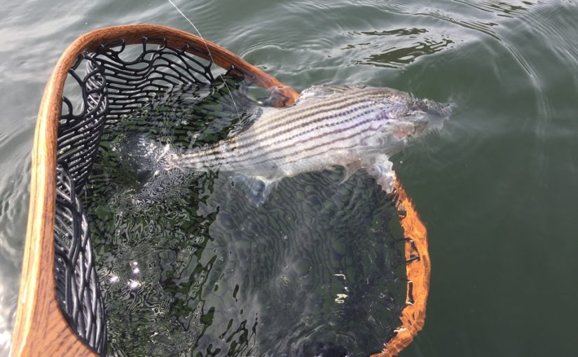 Goodbye to Winter Stripers