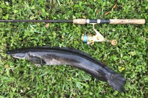 What Can the IRT200 Do for You? – FishTek