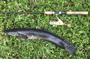 Double Your Pleasure with Hickory Shad – FishTek