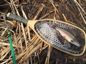 Double Your Pleasure with Hickory Shad – FishTek