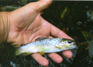 Stocked Trout Versus Wild Trout. Two very different fishing days