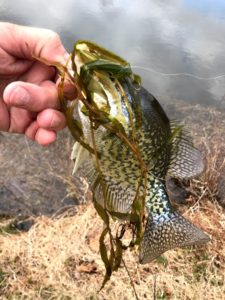 How to Dropshot For Crappies - Double Drop Shot Rig - (Crappie